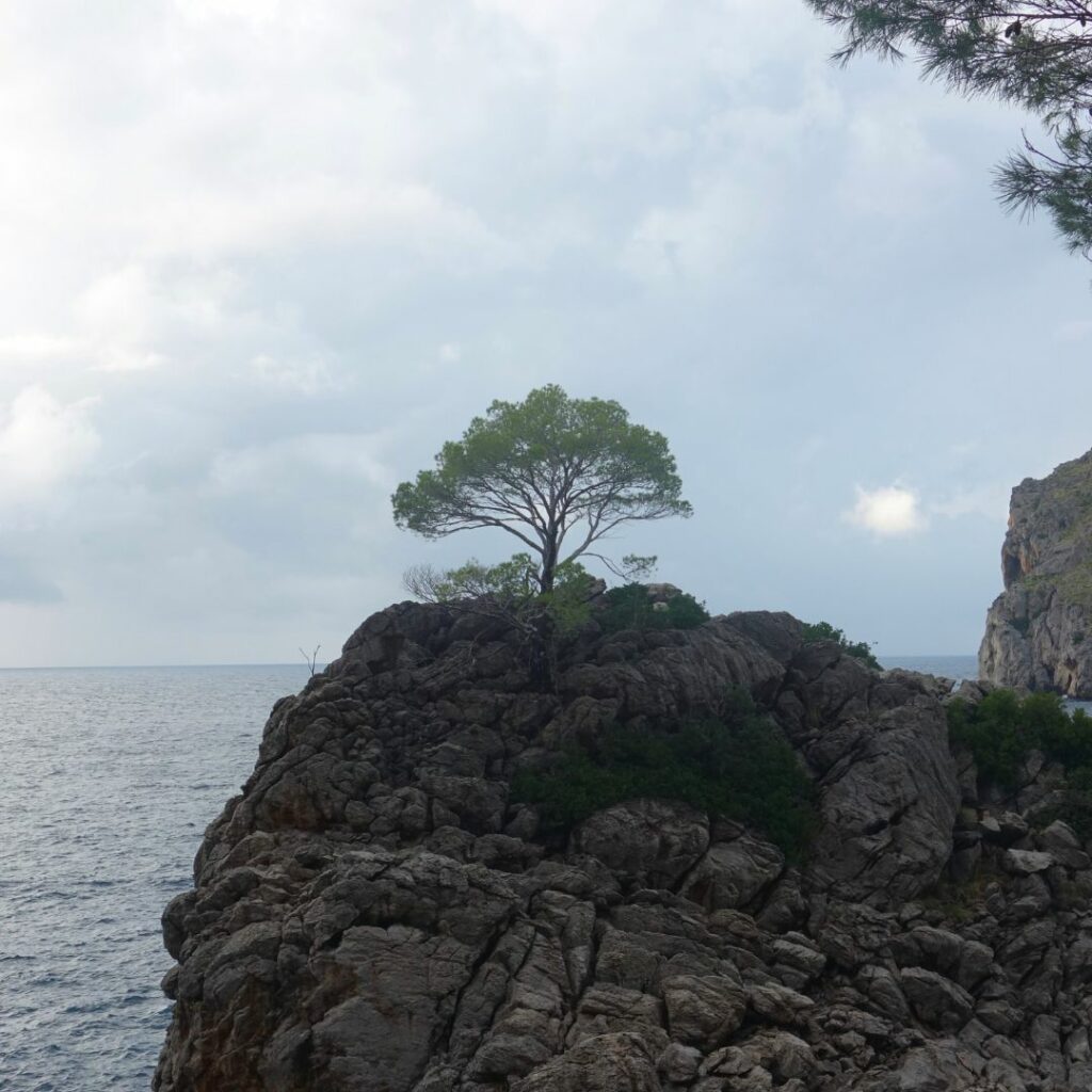 Felsvorsprung mit einem Baum, im Hintergrund das Meer