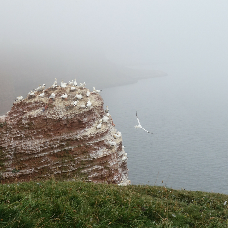 Felsnase Helgoland Ellas Schreibwelt