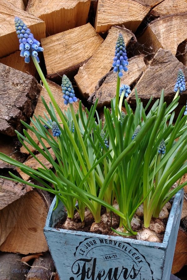 Perlhyanzinthen vor Holzstapel Ellas Schreibwelt