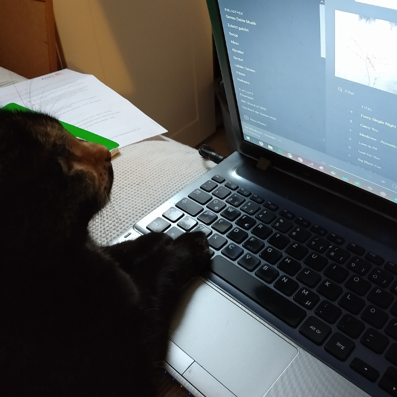 Katze sitzt vor dem Laptop Monitor Ellas Schreibwelt