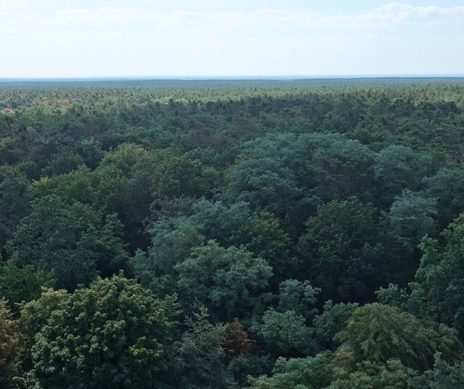 Waldgebiet in Brandenburg