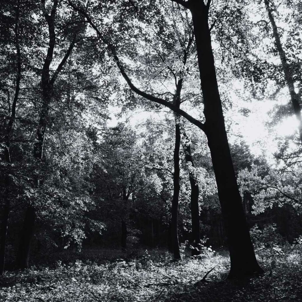 Herbstwald im Sonnenschein