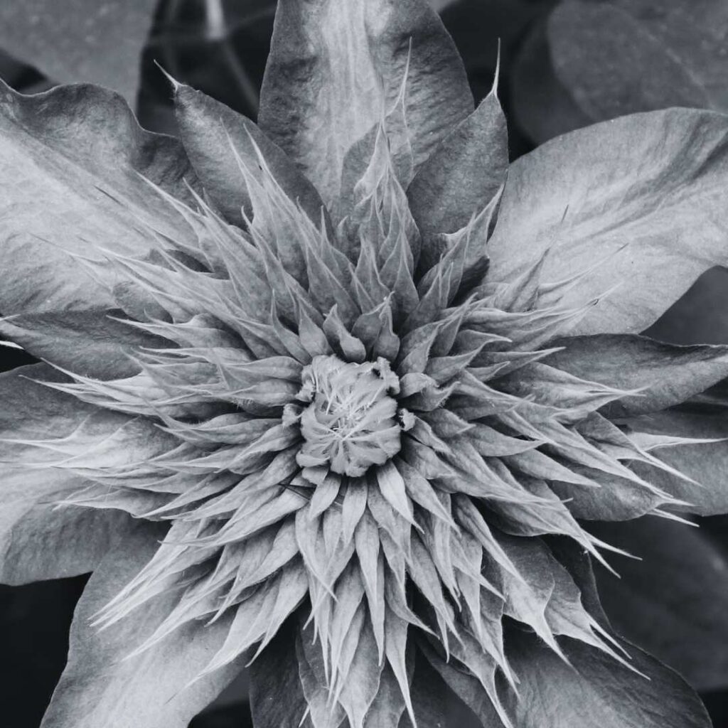 In der Blüte einer Clematis steckt der Flügel eines Insekts.